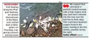 Fish Death in Mangaluru Phalguni River Triggers Probe by KSPCB