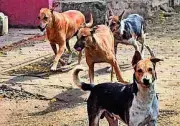 Five-Year-Old Boy Attacked by Stray Dogs in Vizag's Kurmannapalem