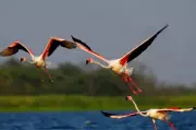 Flamingos Flock to Nandur Madhyameshwar Sanctuary in Rare Summer Sighting