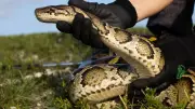 Florida Python Challenge 2026: Hunt Invasive Snakes for Cash Prizes Up to $10,000