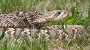 Florida Snake Guide: How to Identify Venomous Species and Stay Safe