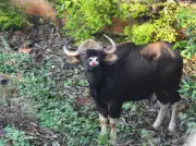 Forest Department Launches First Gaur Relocation in South India