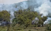 Forest Fires in Western Himalayas Moving to Higher Altitudes: CSIR-IHBT Study