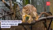 Fossa: Madagascar's Mysterious Predator That Defies Evolution
