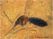 Fossil Mosquito with Blood Meal Found in Montana Shale