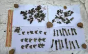 Four Arrested for Killing Leopard in Kundapura, Two Still at Large