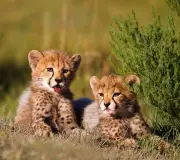 Four Cheetah Cubs Die at Kuno National Park, Suspected Leopard Attack