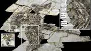 Four-Winged Dinosaur Fossil in China Challenges Bird Flight Evolution Timeline