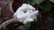 Fragrant Plants That Thrive in Indian Summer Heat