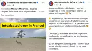 France warns drivers of drunk deer after fermented fruit consumption