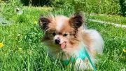 French Alps Papillon Dog Lazare, Aged 30, Becomes World's Oldest Living Dog