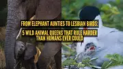 From Elephant Aunties to Lesbian Birds: 5 Wild Animal Queens That Rule Harder Than Humans