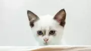 From Japan to Turkey: Why Some Cultures Treat Cats Like Royalty