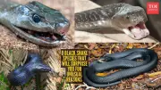 From Mamba to Kingsnake: 8 Black Snake Species with Unique Traits