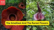 From Smelliest to Rarest: 7 Unique Flower Species That Attract Travelers Worldwide