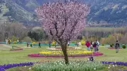 From Tourism to Treatment: Can Kashmir Become a Medical Hub?