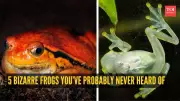 From Transparent Bodies to Underground Lives: 5 Bizarre Frogs You've Never Heard Of