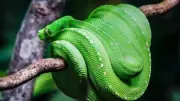 From Vine Snakes to Mambas: 8 Green Snakes You Should Know About