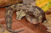 Gaboon Viper: Africa's Master of Camouflage and Stealth