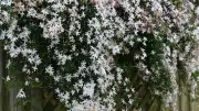 Garden Plants That May Attract Snakes and Scorpions
