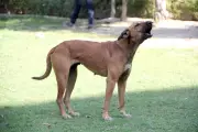 Ghaziabad Ward 100 Achieves 100% Sterilisation of Community Dogs
