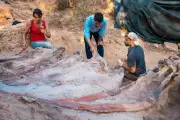 Giant Dinosaur Skeleton Found in Portuguese Backyard May Be Europe's Largest