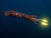 Giant Squid Discovery in Western Australia's Deep Canyons Using eDNA