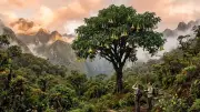 Giant Tree Relative of Tomato and Potato Discovered in Andes
