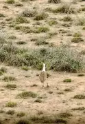 GIB Chick Death Shocks Gujarat into Action on Breeding Centre