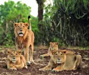 Gir Lions Deaths: CDV-Babesiosis Combo Suspected After 13 Deaths in Gujarat
