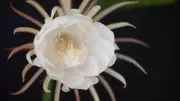 GK Fact of the Day: 8 Stunning Plants That Bloom Only at Night After Sunset