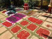 Goa Chilli Farmers Rejoice as Summer Heat Boosts Crop Quality