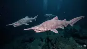 Goblin Shark: Deep-Sea Living Fossil with Unique Jaw and Oily Liver