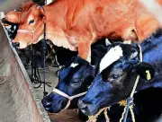 Gokul Dairy Hikes Cow Milk Price by Rs2 Per Litre from May 21
