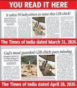Great Indian Bustard Chick Feared Dead in Gujarat's Naliya Grasslands