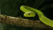 Green Mambas: Silent Hunters of Africa's Coastal Forests