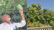 Gujarat Farmer Grows 14 Mango Varieties on One Tree Using Grafting