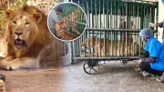 Gujarat Gir Forest on Alert as Suspected Virus Kills Seven Asiatic Lions
