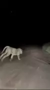 Gujarat Lion Chased by Car in Viral Video; Forest Dept Forms SIT