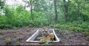 Gujarat's Lone Tiger Triggers Major Census by 500 Forest Staff