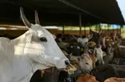 Haibowal Dairy Owners Threaten Road Blockade with Cattle Tomorrow