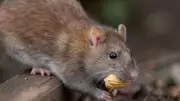 Hantavirus Alert: Smart Ways to Keep Rats Out of Your Home This Summer