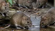 Hantavirus Infections: Key Rodent Carriers and Transmission Risks