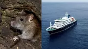 Hantavirus Outbreak on Cruise Ship Triggers 12-Country Alert
