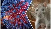 Hantavirus Outbreak Unlikely to Mirror COVID-19 Pandemic: Key Differences Explained