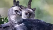 Harpy Eagle: Earth's Most Powerful Bird of Prey Faces Extinction Threat