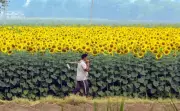 Haryana Advances Sunflower Procurement to May 25 Under PSS