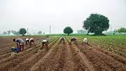 Haryana Govt Signs MoU for 1 Lakh Acres Farm Land in Tanzania