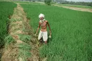 Haryana Groundwater Quality Map Unveiled for Sustainable Farming