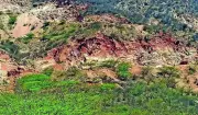 Haryana mandates minimum 5-hectare land parcels for monsoon plantation